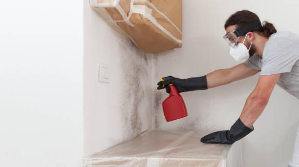 Professional Basement Mold Removal technician working in Pasadena, TX