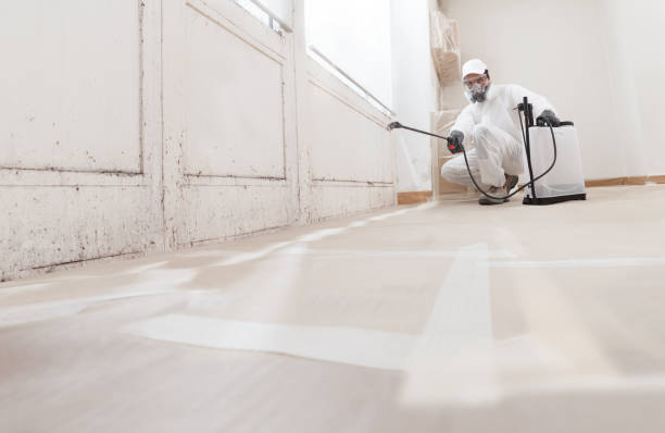 24/7 Emergency Basement Mold Removal experts in Pasadena, TX